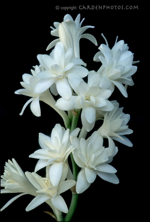 راهنمای نگهداری و پرورش گل و گیاهان زینتی - گل مریم